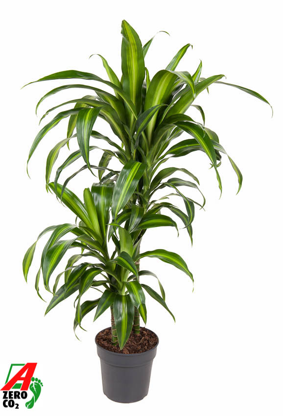 Planta naturala 45-15 H100cm Dracaena fragrans 'Hawaiian Sunshine' PS19/ in pamant