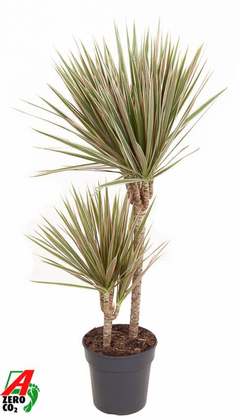 Planta naturala 45-15 H100cm Dracaena marginata Bicolor PS19/ in pamant