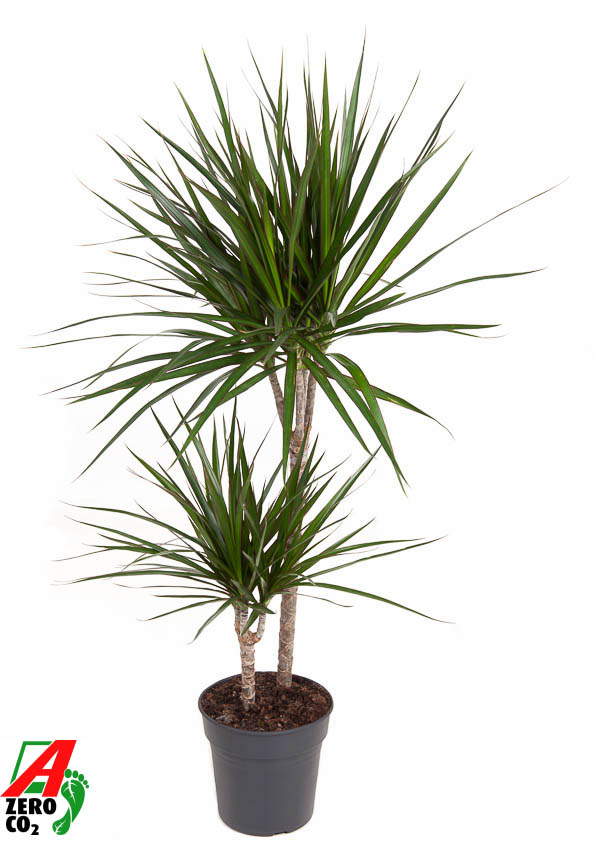 Planta naturala 45-15 H100cm Dracaena marginata PS19/ in pamant