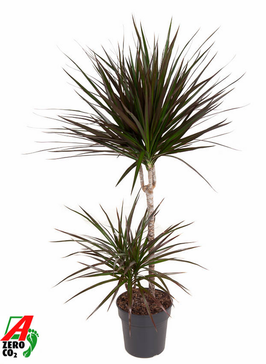 Planta naturala 45-15 H110cm Dracaena marginata 'Magenta' PS19/ in pamant