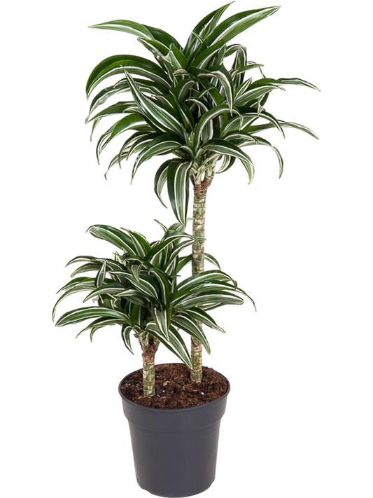 Planta naturala 45-15 H80cm Dracaena fragrans 'Jade Jewel' PS19/ in pamant