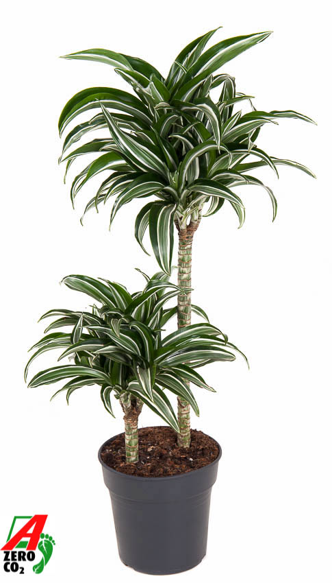 Planta naturala 45-15 H80cm Dracaena fragrans 'Jade Jewel' PS19/ in pamant