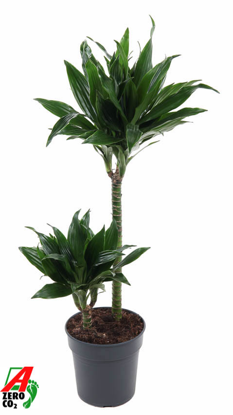 Planta naturala 45-15 H90cm Dracaena fragrans 'Green Jewel' PS19/ in pamant