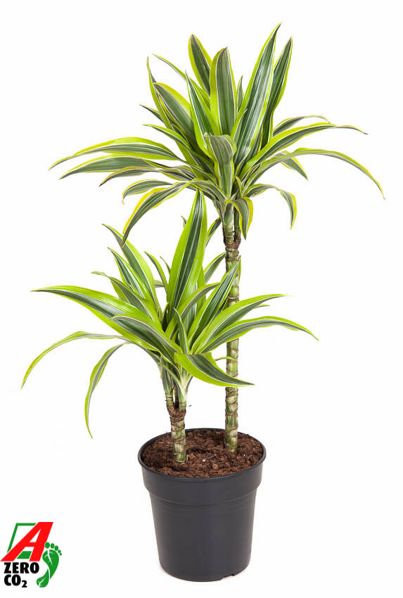 Planta naturala 45-15 H90cm Dracaena fragrans 'Lemon Lime' PS19/ in pamant