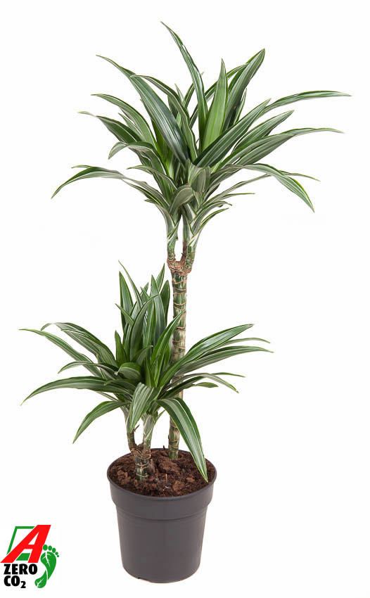 Planta naturala 45-15 H90cm Dracaena fragrans 'Ulises' PS19/ in pamant