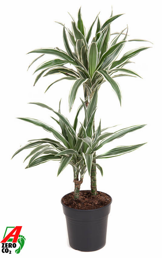 Planta naturala 45-15 H90cm Dracaena fragrans 'White Stripe' PS19/ in pamant