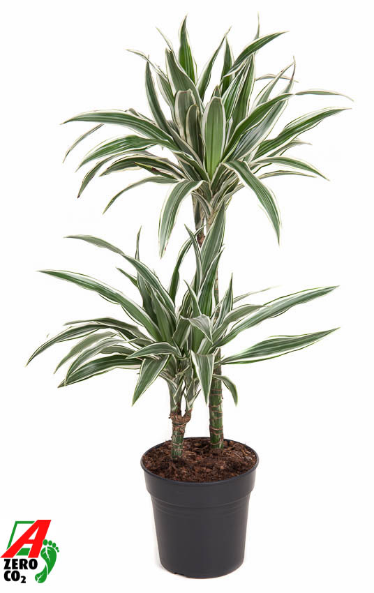 Planta naturala 45-15 H90cm Dracaena fragrans 'White Stripe' PS19/ in pamant