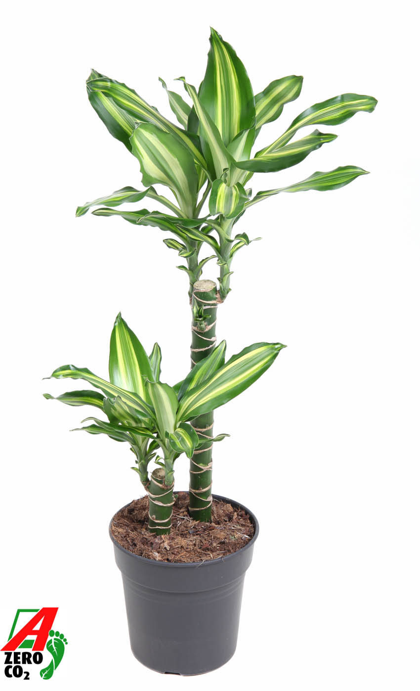 Planta naturala 45-15 H90cm Dracaena Silver Dream PS19/ in pamant