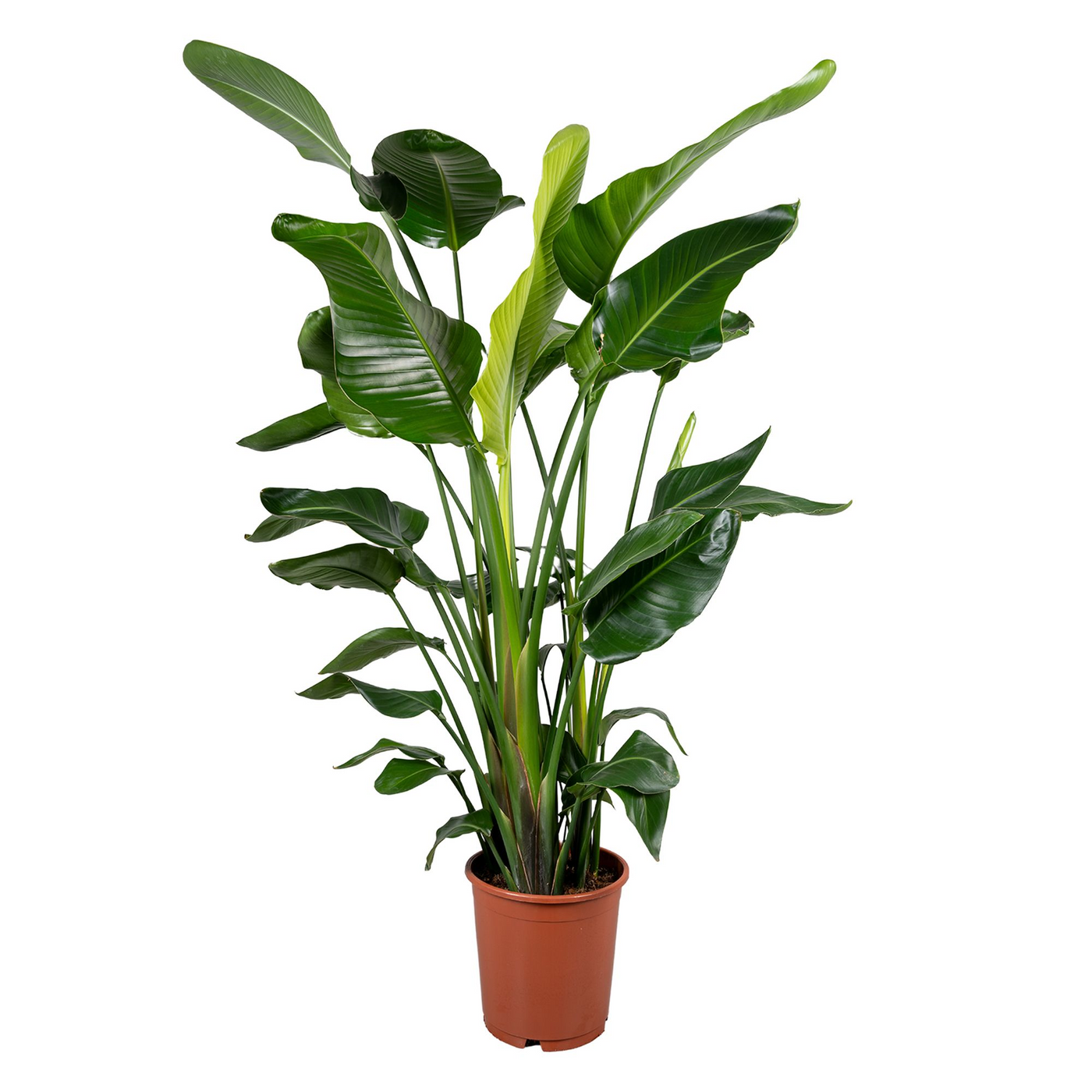 Planta naturala 4ppp D90xH135cm Strelitzia nicolai (130-140cm) PS24/22cm in pamant