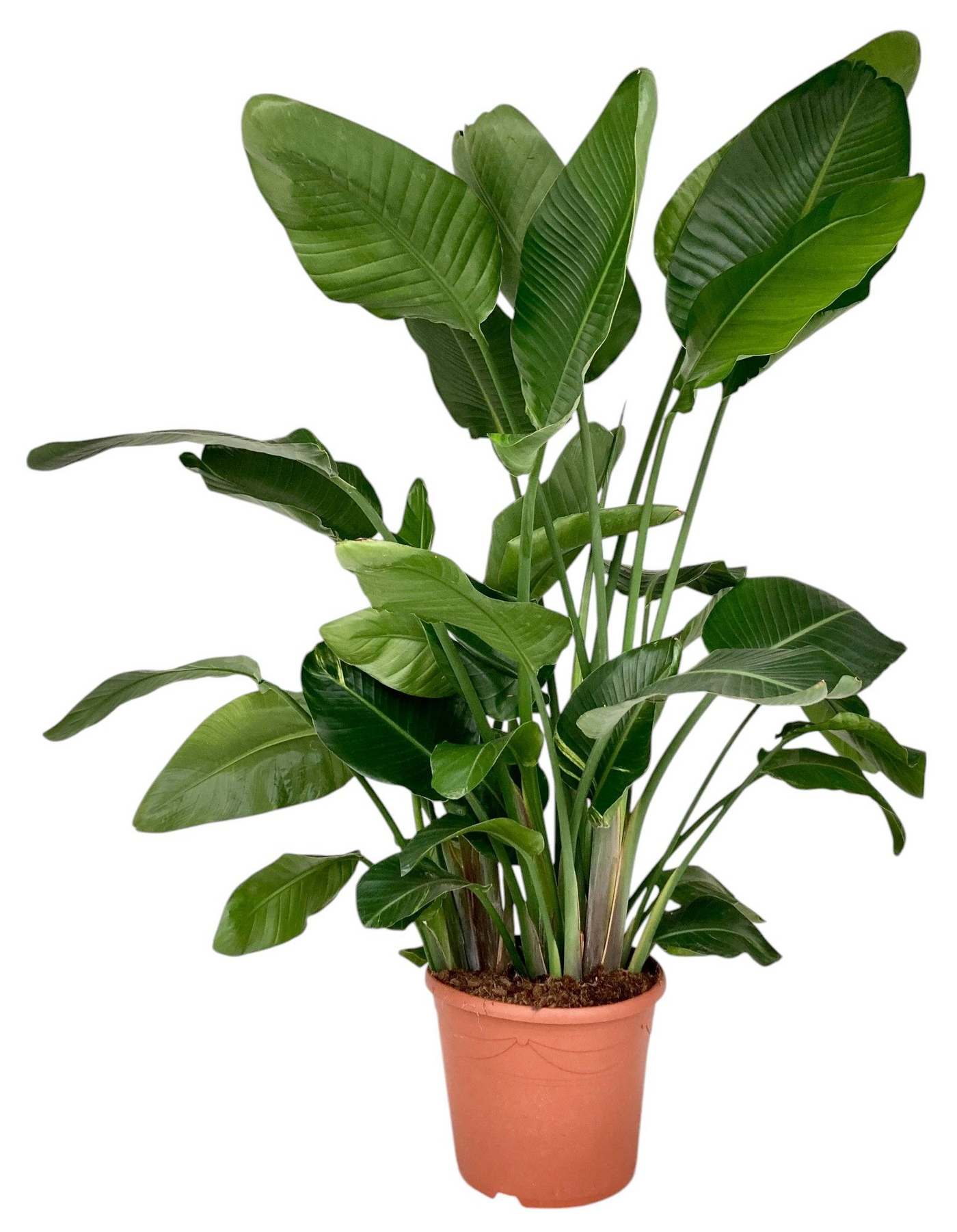 Planta naturala 4ppp H170cm Strelitzia nicolai PS35/ in pamant