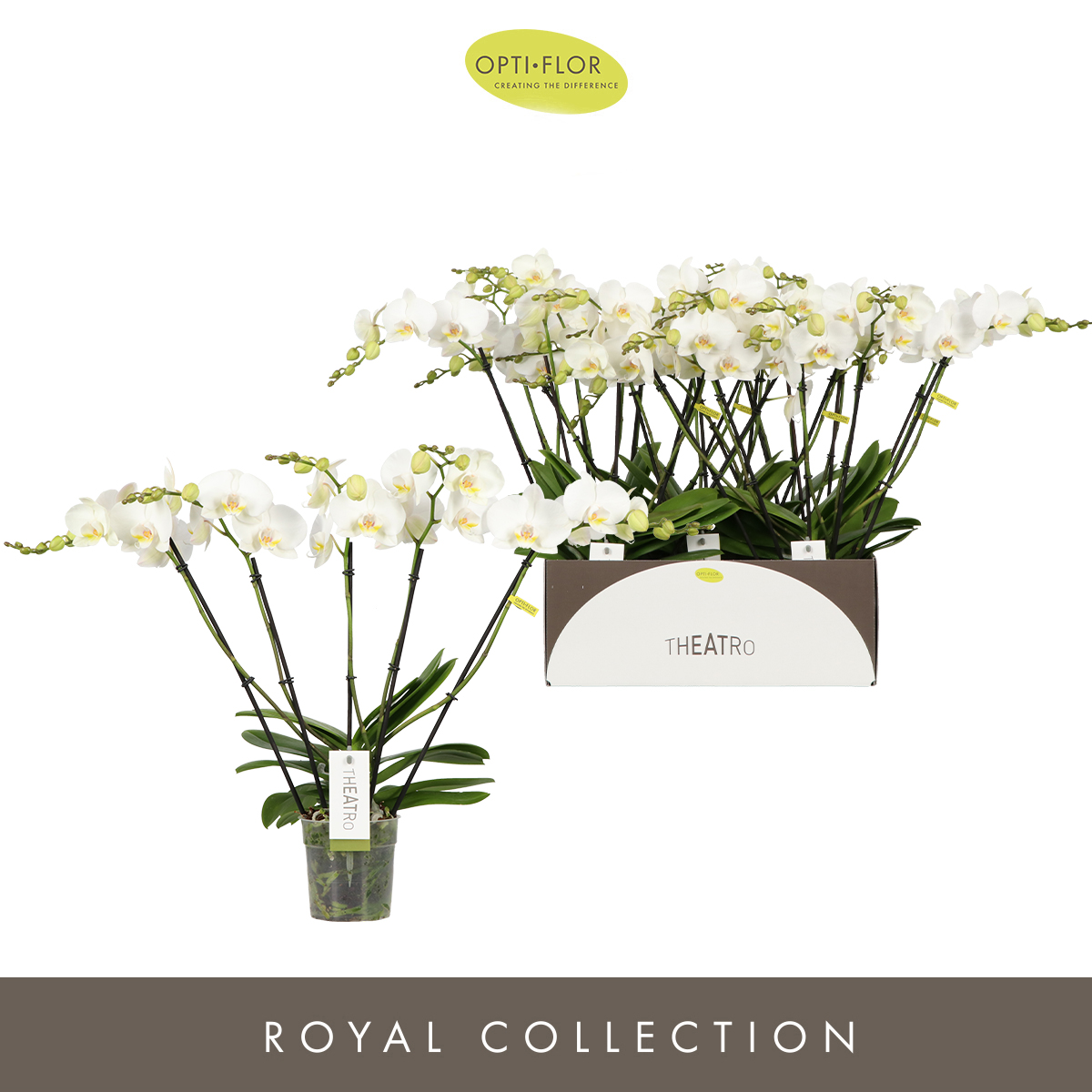 Planta naturala 5-Branches White H60cm Phalaenopsis Theatro Jazz PS12/ in pamant