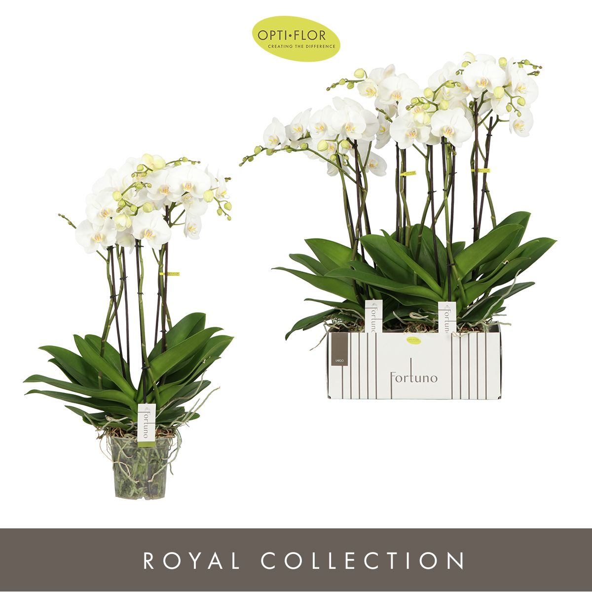 Planta naturala 5 Branches White H75cm Phalaenopsis 'Fortuno Largo' PS17/ in pamant