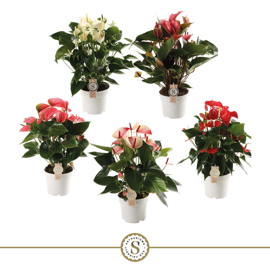 Planta naturala 5 Colors H60cm Anthurium Mix PS17/ in pamant