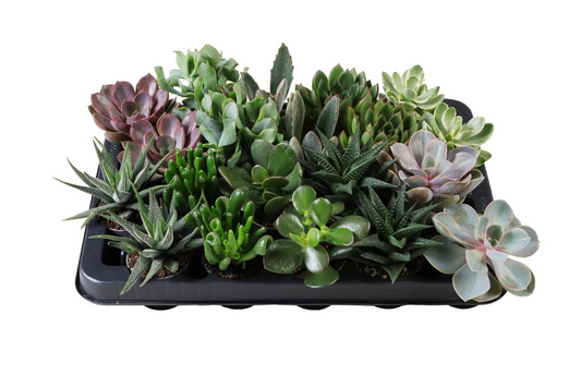 Planta naturala 5 Varieties H10cm Succulent mix PS6/ in pamant