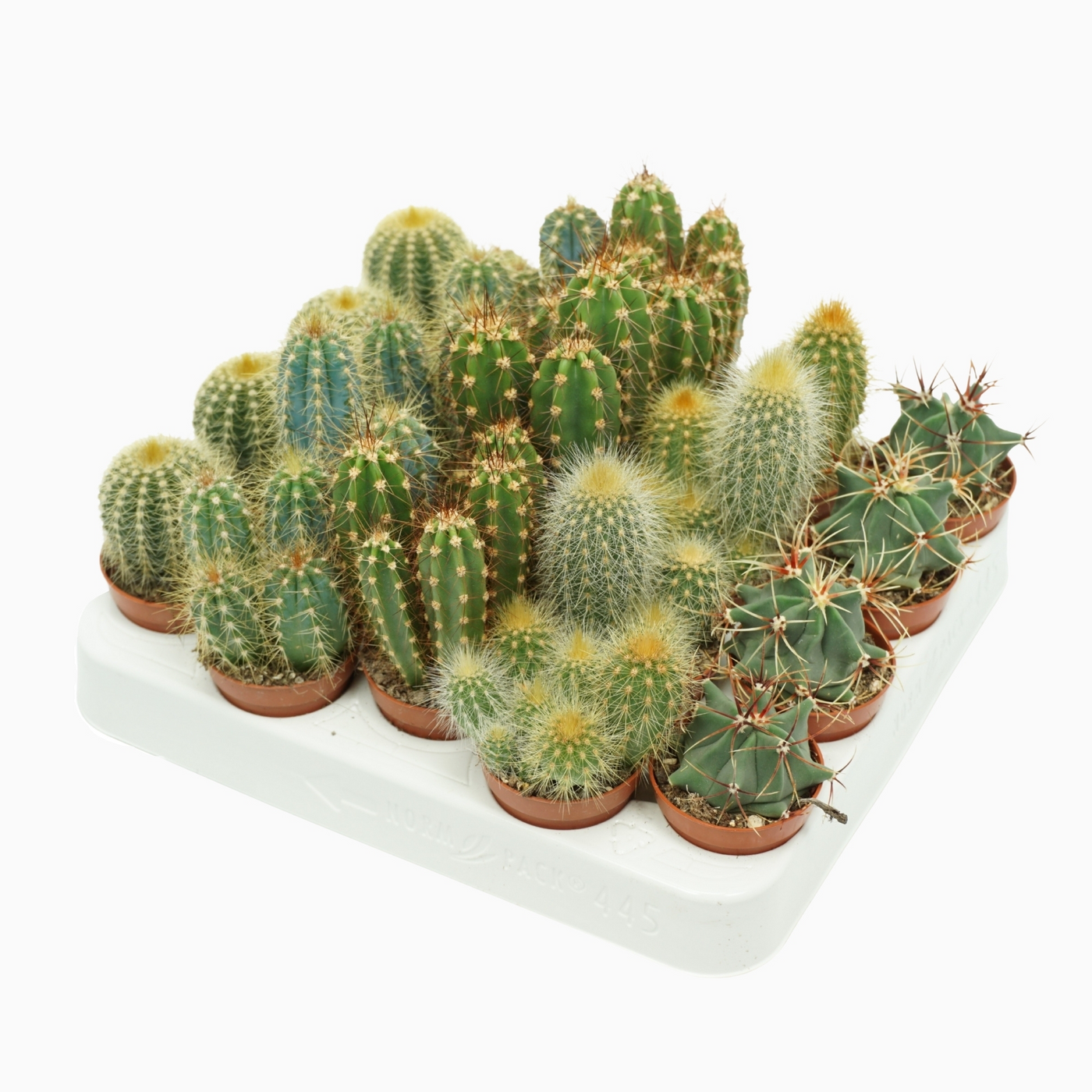 Planta naturala 5 Varieties H8cm Cactus mix PS5/ in pamant