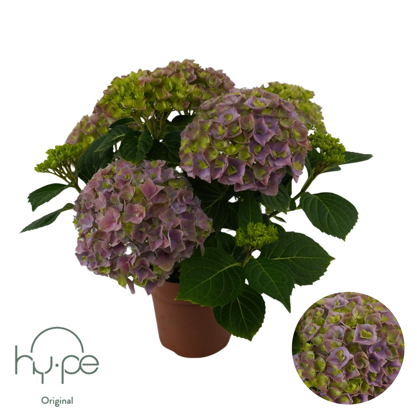 Planta naturala 5+ Violet H40cm Hydrangea Mophead PS14/ in pamant