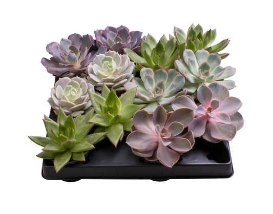 Planta naturala 6 Varieties H10cm Echeveria mix PS6/ in pamant
