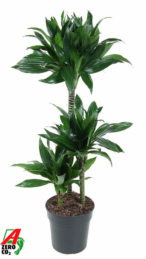 Planta naturala 60-30-15 H110cm Dracaena fragrans 'Green Jewel' PS21/ in pamant