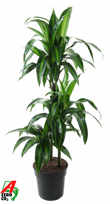 Planta naturala 60-30-15 H110cm Dracaena fragrans 'Hawaiian Sunshine' PS21/ in pamant