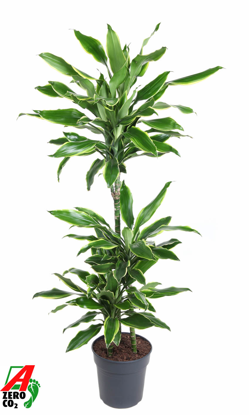 Planta naturala 60-30-15 H120cm Dracaena fragrans 'Golden Coast' PS21/ in pamant