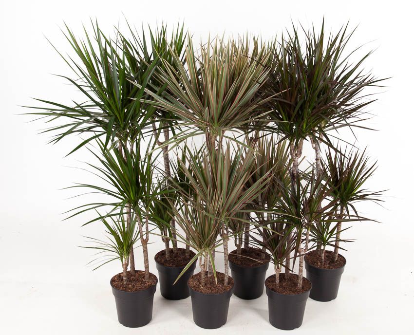 Planta naturala 60-30-15 H120cm Dracaena marginata mix P21cm in pamant