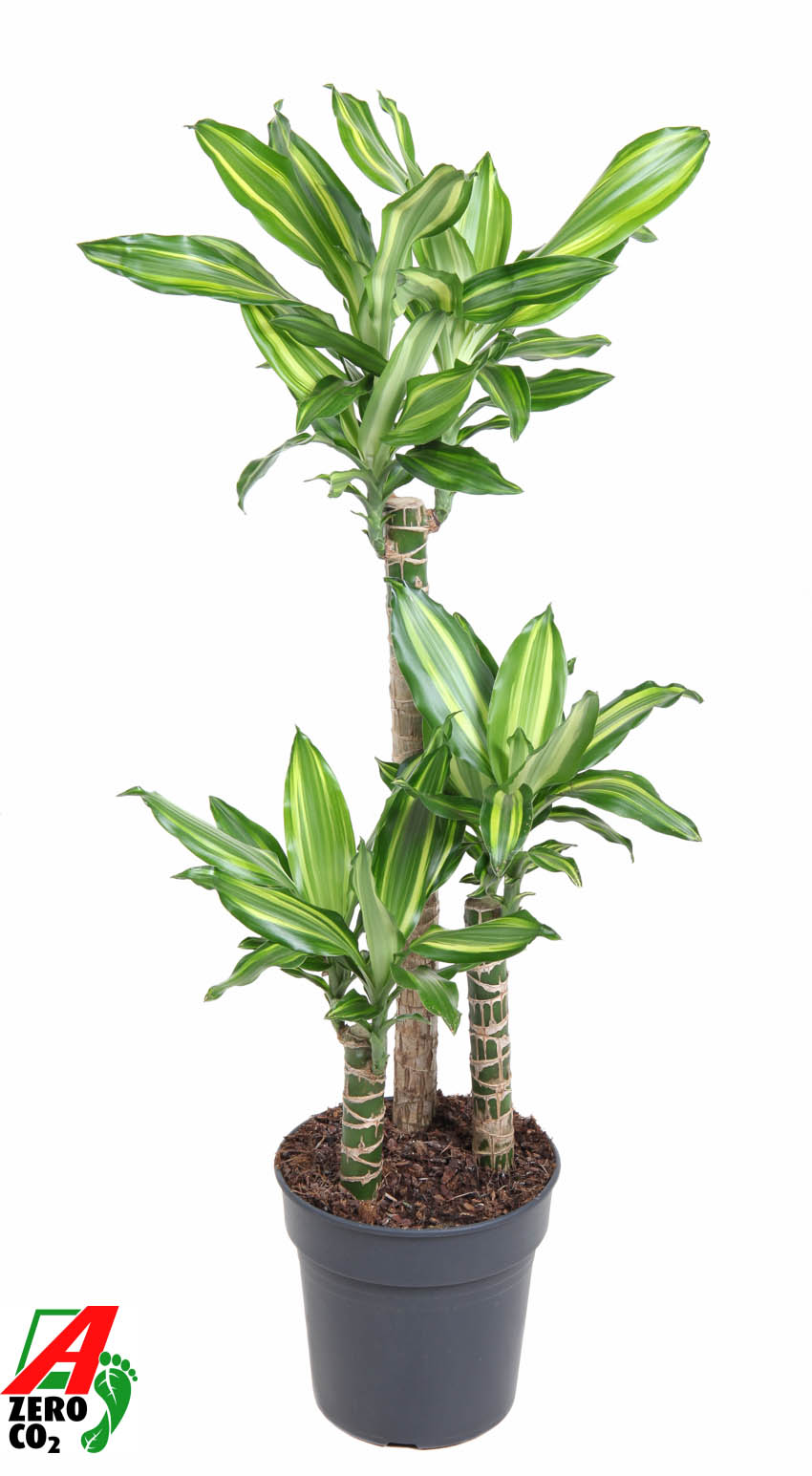Planta naturala 60-30-15 H90cm Dracaena Silver Dream PS21/ in pamant