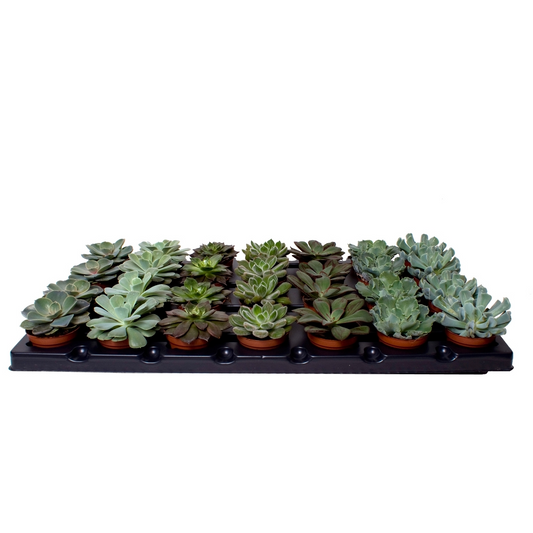 Planta naturala 7 Varieties H10cm Echeveria mix PS6/ in pamant