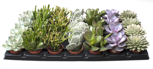 Planta naturala 7 Varieties H12cm Succulent mix PS6/ in pamant