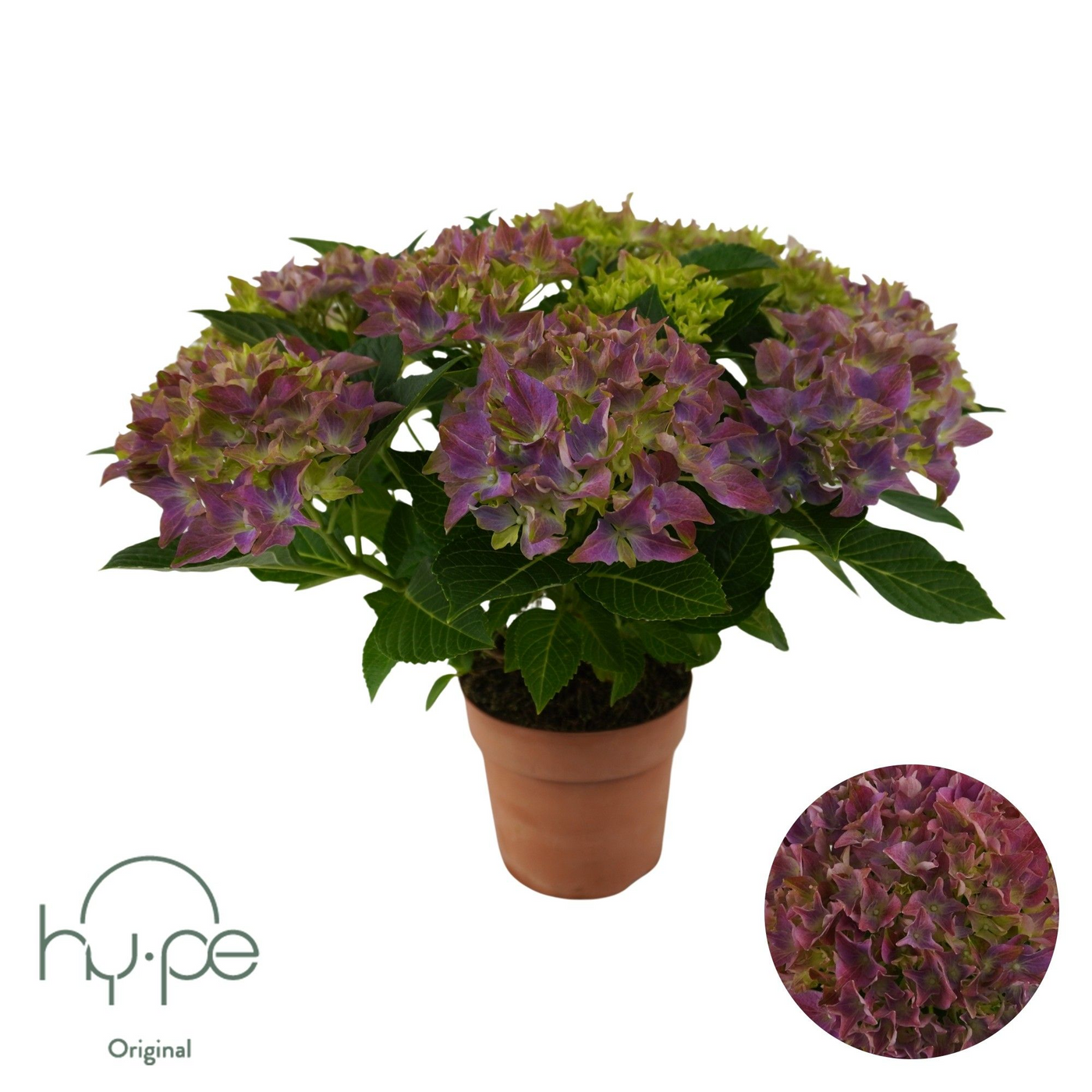 Planta naturala 7+ Violet H40cm Hydrangea Mophead PS14/ in pamant