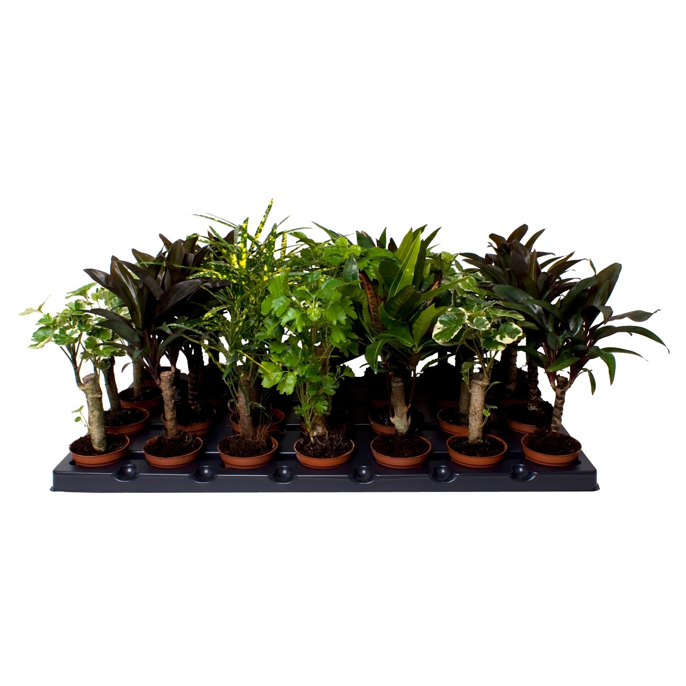 Planta naturala 8 Varieties - Stem H27cm Croton (Codiaeum) mix PS6/ in pamant