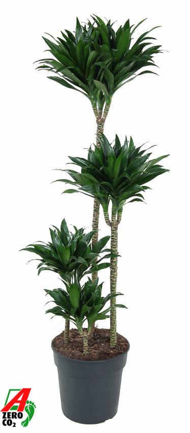 Planta naturala 90-60-30-15 H130cm Dracaena fragrans 'Compacta' PS27/ in pamant