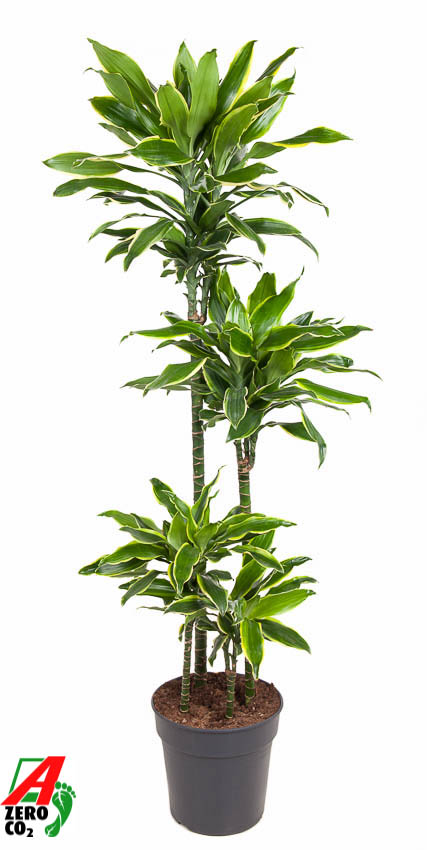 Planta naturala 90-60-30-15 H140cm Dracaena fragrans 'Golden Coast' PS27/ in pamant