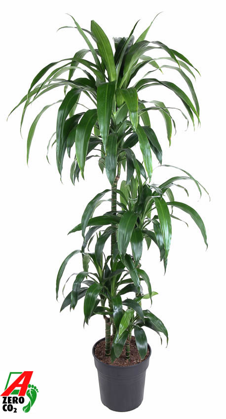 Planta naturala 90-60-30-15 H140cm Dracaena fragrans 'Janet Craig' PS27/ in pamant