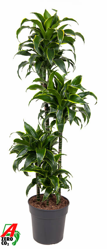 Planta naturala 90-60-30-15 H150cm Dracaena fragrans 'Dorado' PS27/ in pamant