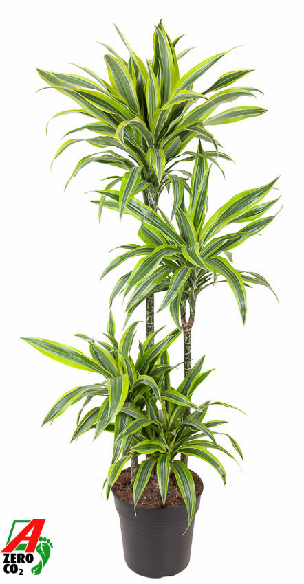 Planta naturala 90-60-30-15 H150cm Dracaena fragrans 'Lemon Lime' PS27/ in pamant