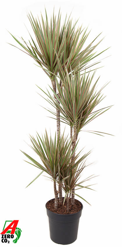 Planta naturala 90-60-30-15 H150cm Dracaena marginata Bicolor PS27/ in pamant