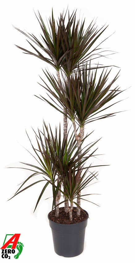 Planta naturala 90-60-30-15 H150cm Dracaena marginata 'Magenta' PS27/ in pamant