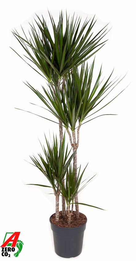 Planta naturala 90-60-30-15 H160cm Dracaena marginata PS27/ in pamant