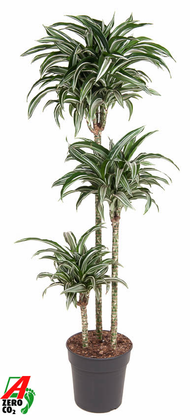 Planta naturala 90-60-30 H130cm Dracaena fragrans 'Jade Jewel' PS24/ in pamant