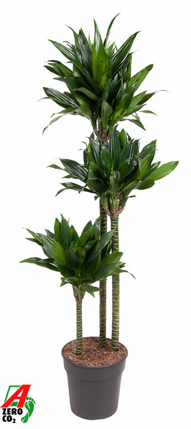 Planta naturala 90-60-30 H140cm Dracaena fragrans 'Green Jewel' PS24/ in pamant