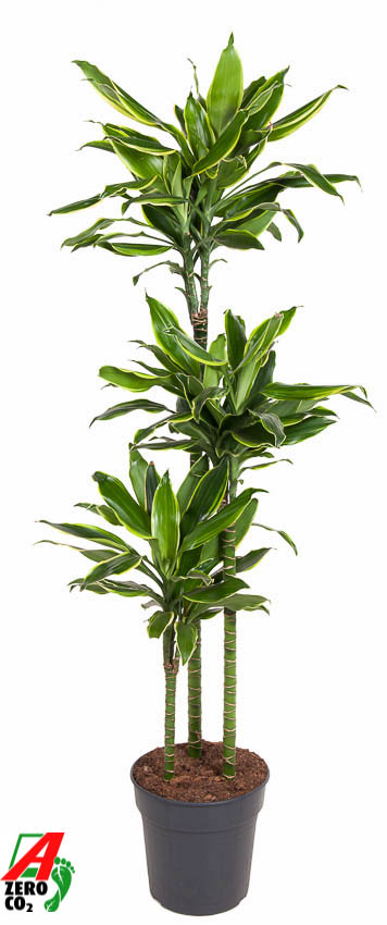 Planta naturala 90-60-30 H150cm Dracaena fragrans 'Golden Coast' PS24/ in pamant