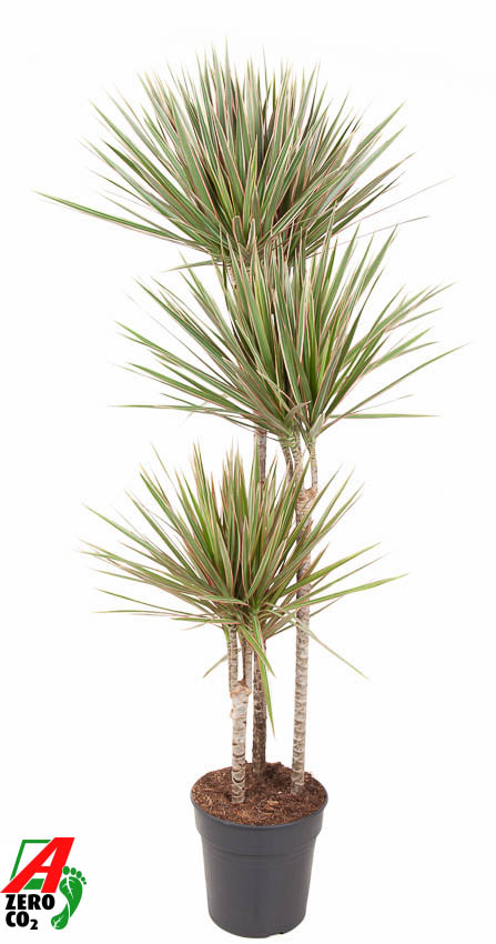 Planta naturala 90-60-30 H160cm Dracaena marginata Bicolor PS24/ in pamant