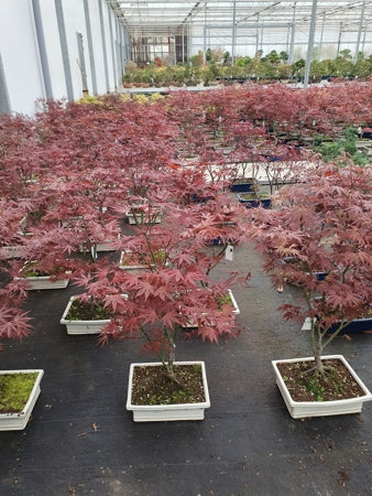 Planta naturala Acer palm. 'Atropurpureum' H80 cm PS32 cm in pamant