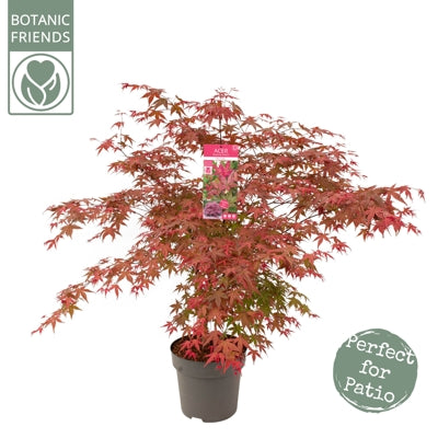 Planta naturala Acer palm. 'Beni-maiko' H110 cm PS29 cm in pamant