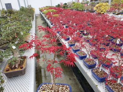 Planta naturala Acer palm. 'Deshojo' H30 cm PS19 cm in pamant