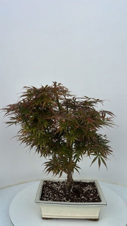 Planta naturala Acer palm. 'Jerre Schwartz' H50 cm PS26 cm in pamant