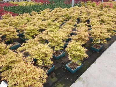 Planta naturala Acer palm. 'Katsura' H50 cm PS25 cm in pamant