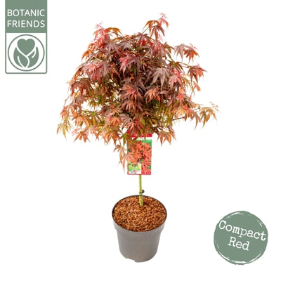 Planta naturala Acer palm. 'Shaina' H120 cm PS29 cm in pamant