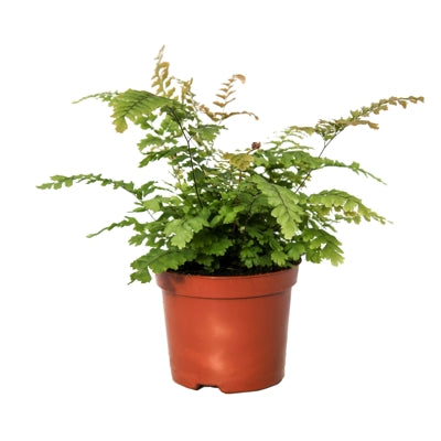 Planta naturala Adiantum hispidulum H20 cm PS8.5 cm in pamant