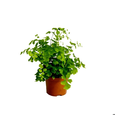Planta naturala Adiantum raddianum 'Fragrans' H20 cm PS8.5 cm in pamant